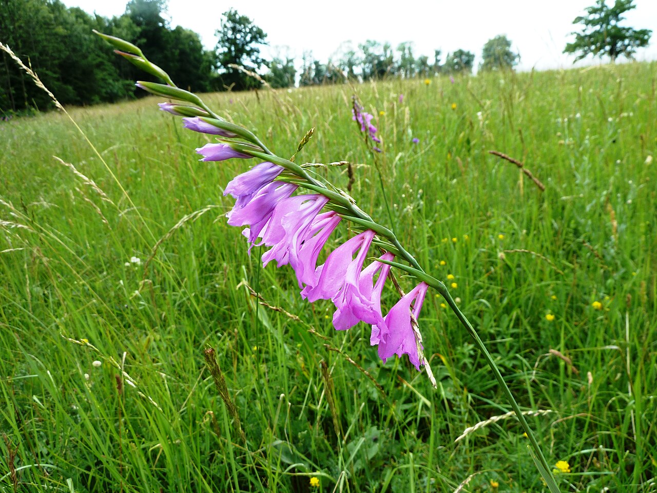 Gladiolus imbricatus: Gladiolus imbricatus in National nature monument Búrová in Protected landscape area Bílé Karpaty