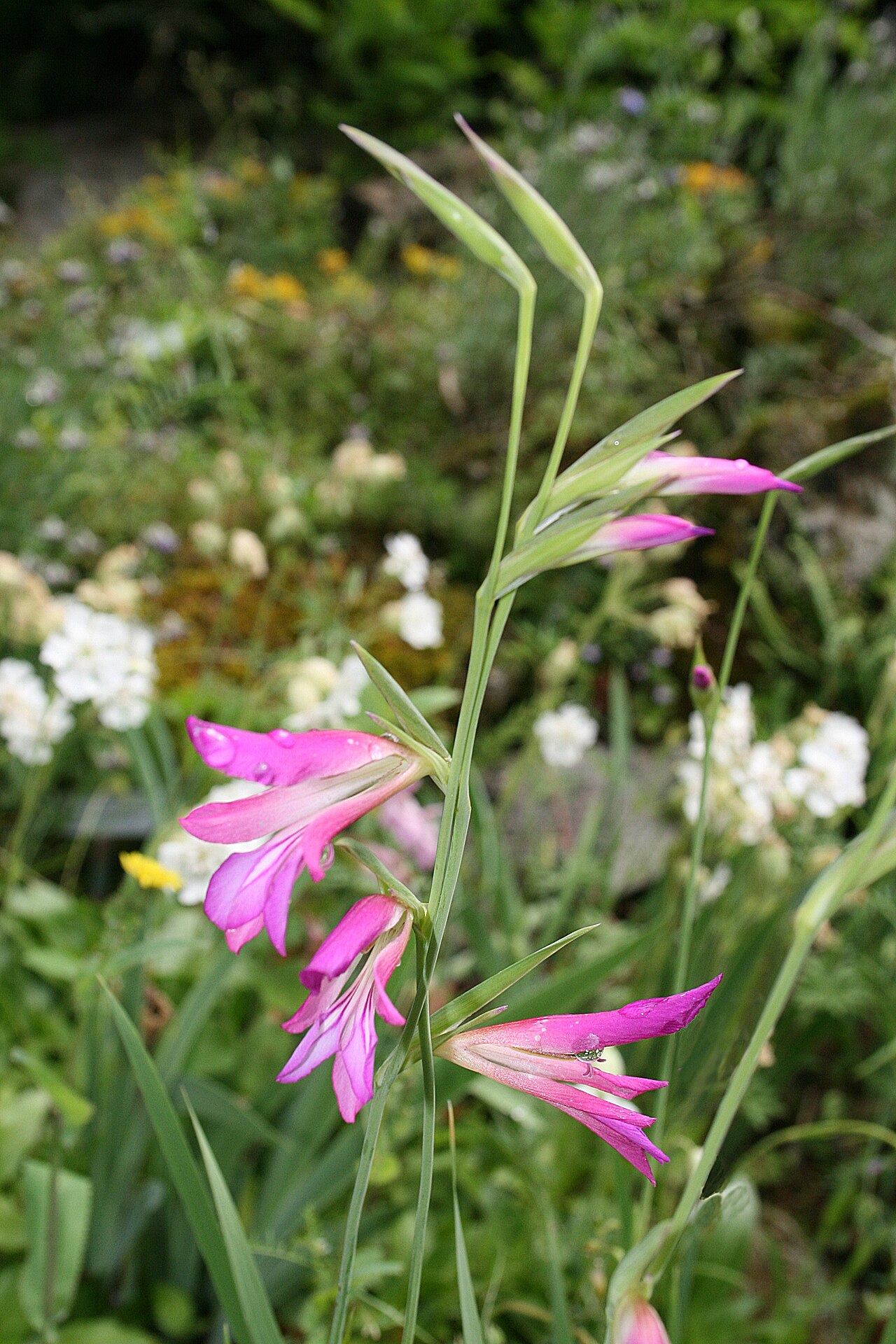 Italian gladiolus: Italian gladiolus