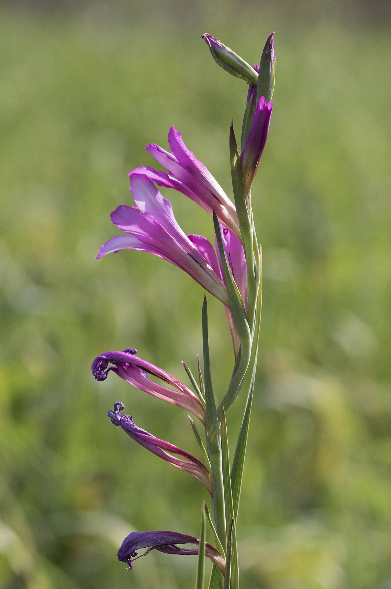 Italian gladiolus: Italian gladiolus ( Gladiolus italicus ). Balcalı, Adana - Turkey.