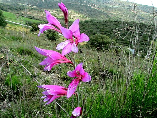 Italian gladiolus: Gladiolus italicus . In Biosca (Segarra-Catalunya). To 460 m. altitude