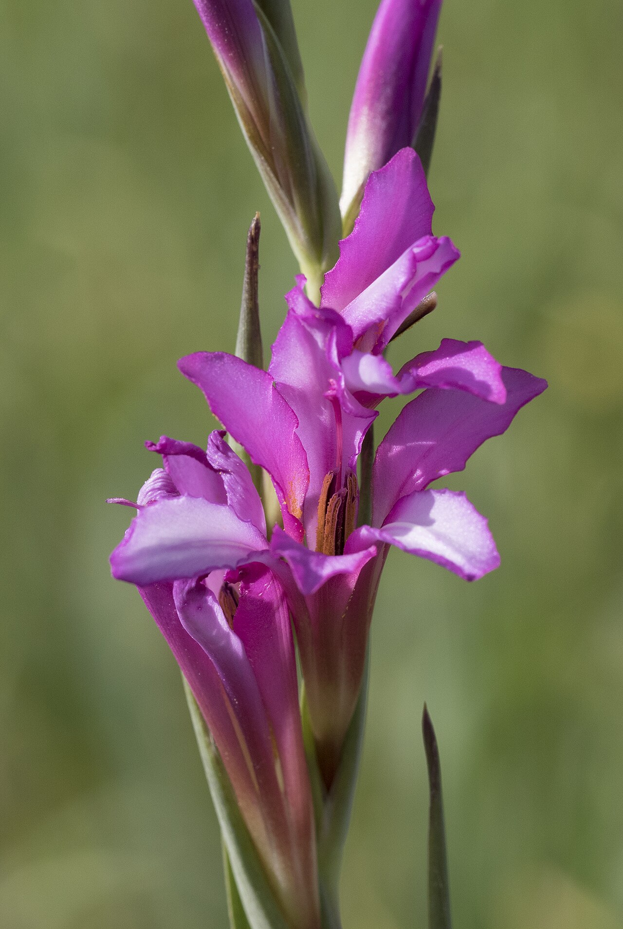 Italian gladiolus: Italian gladiolus ( Gladiolus italicus ). Balcalı, Adana - Turkey.