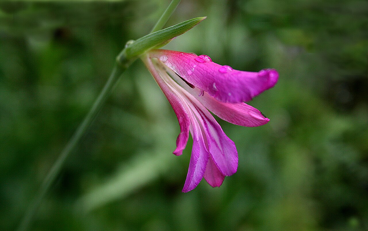 Italian gladiolus: Italian gladiolus