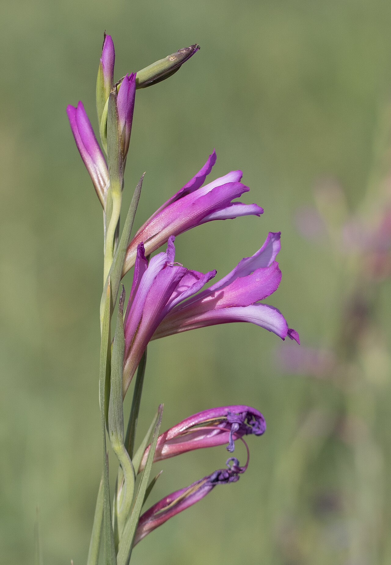 Italian gladiolus: Italian gladiolus ( Gladiolus italicus ). Balcalı, Adana - Turkey.