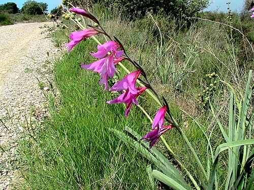 Italian gladiolus: Gladiolus italicus . In Biosca (Segarra-Catalunya). To 460 m. altitude