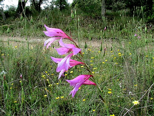 Italian gladiolus: Gladiolus italicus . In Biosca (Segarra-Catalunya). To 460 m. altitude