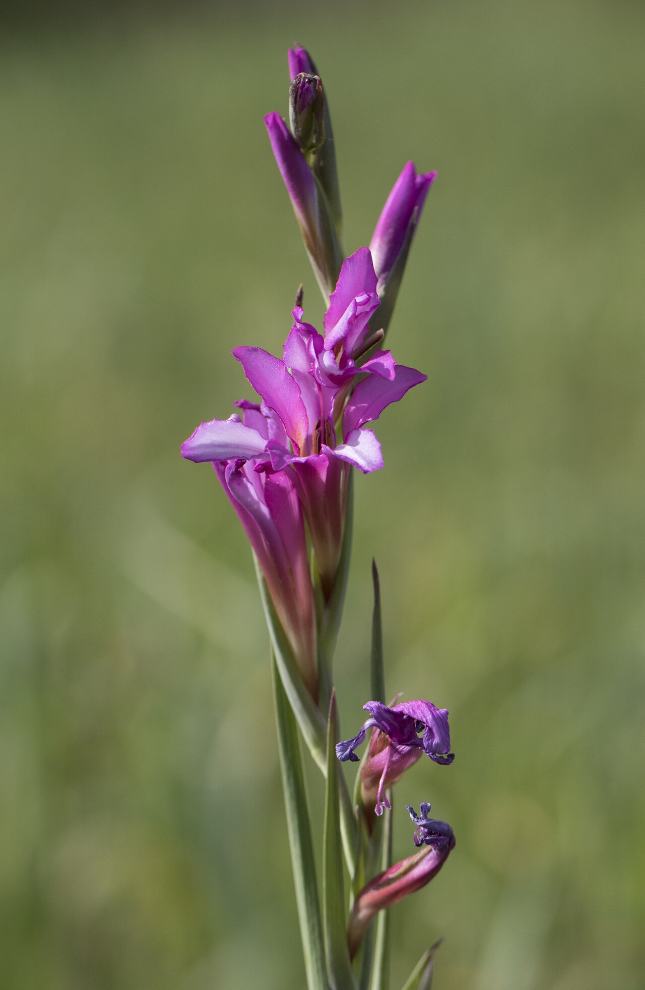 Italian gladiolus: Italian gladiolus ( Gladiolus italicus ). Balcalı, Adana - Turkey.