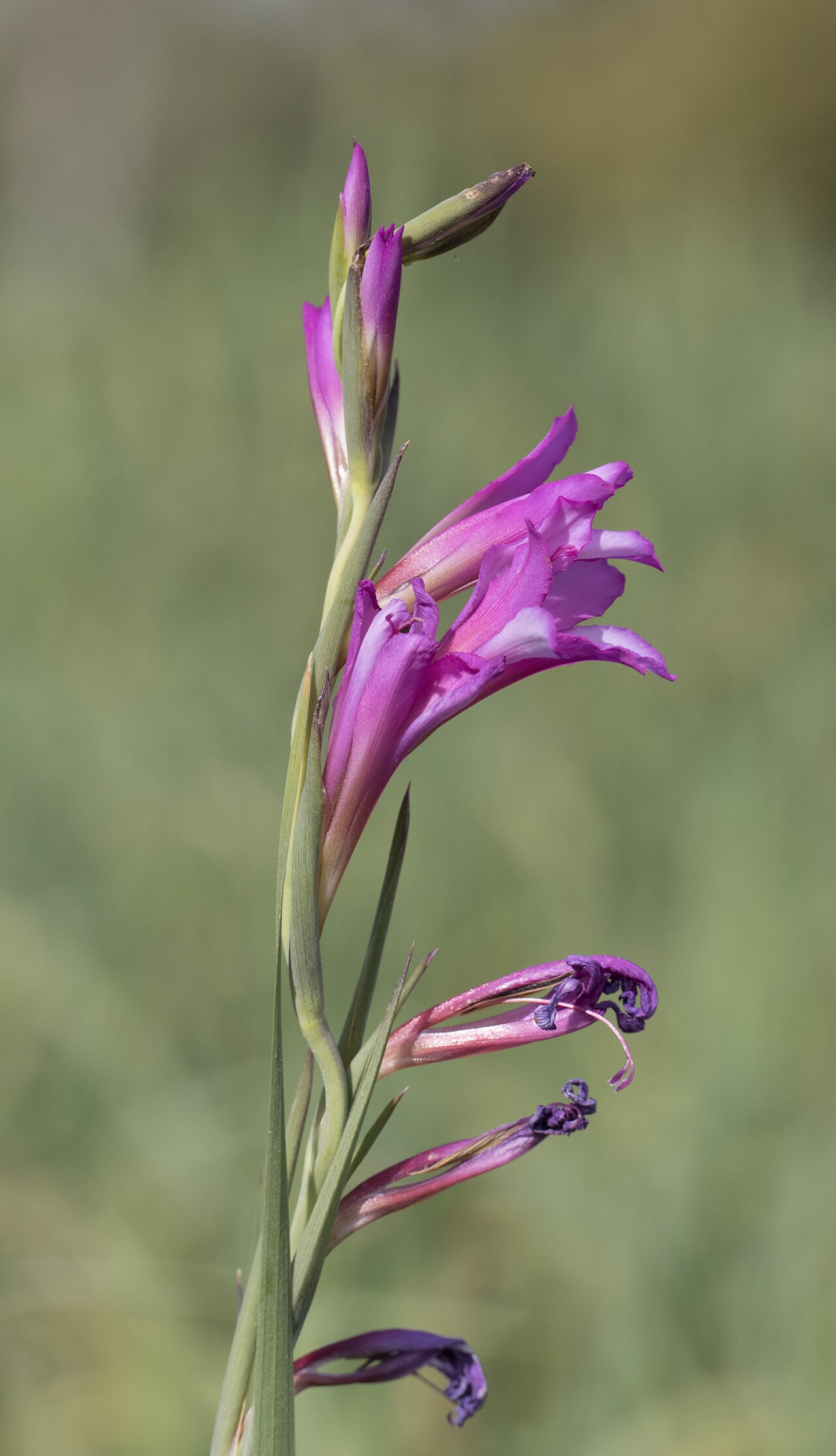 Italian gladiolus: Italian gladiolus ( Gladiolus italicus ). Balcalı, Adana - Turkey.