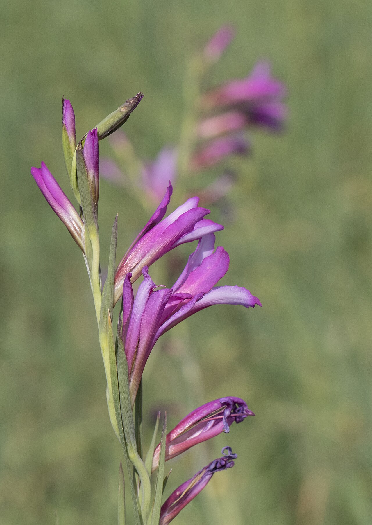 Italian gladiolus: Italian gladiolus ( Gladiolus italicus ). Balcalı, Adana - Turkey.