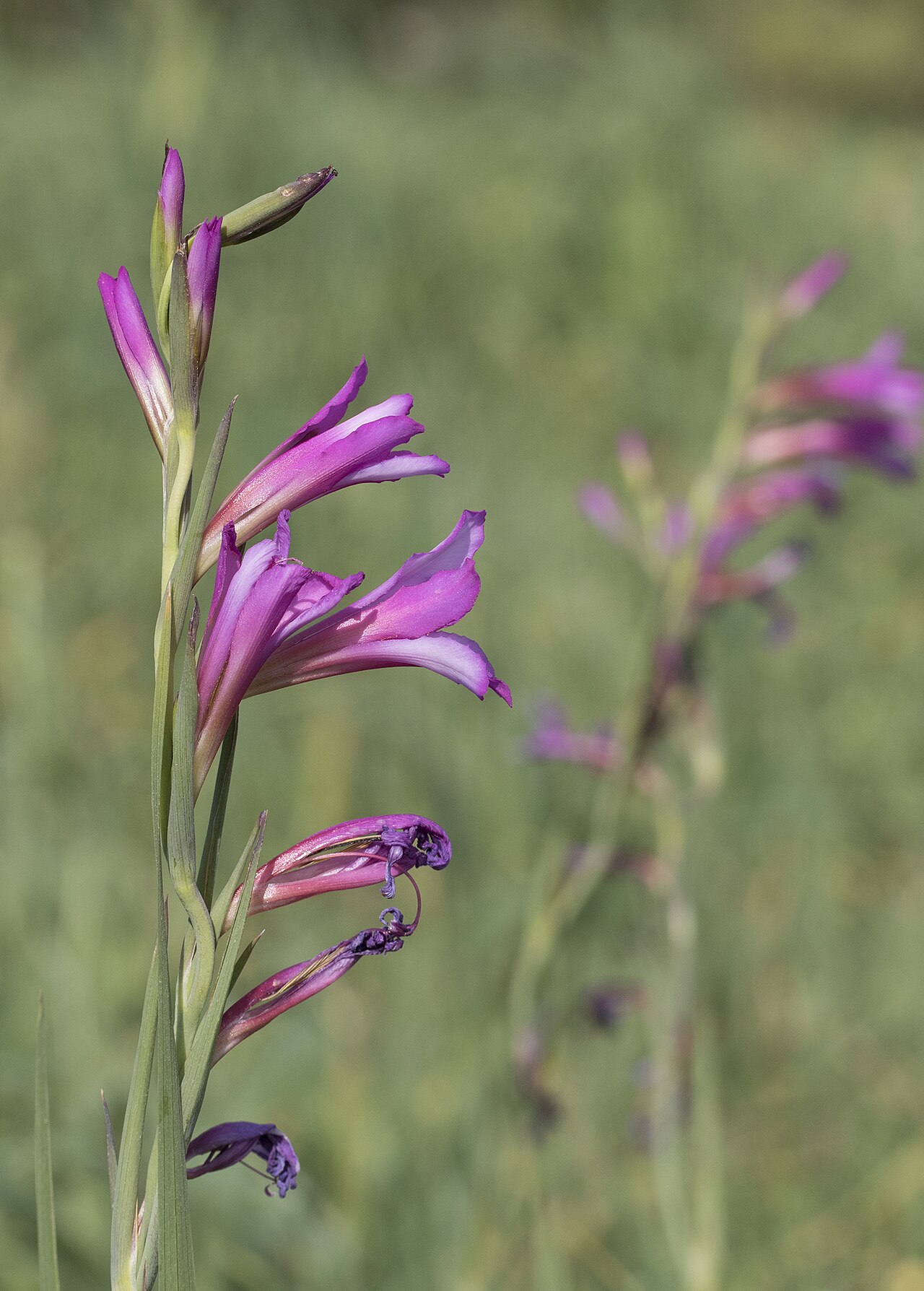 Italian gladiolus: Italian gladiolus ( Gladiolus italicus ). Balcalı, Adana - Turkey.