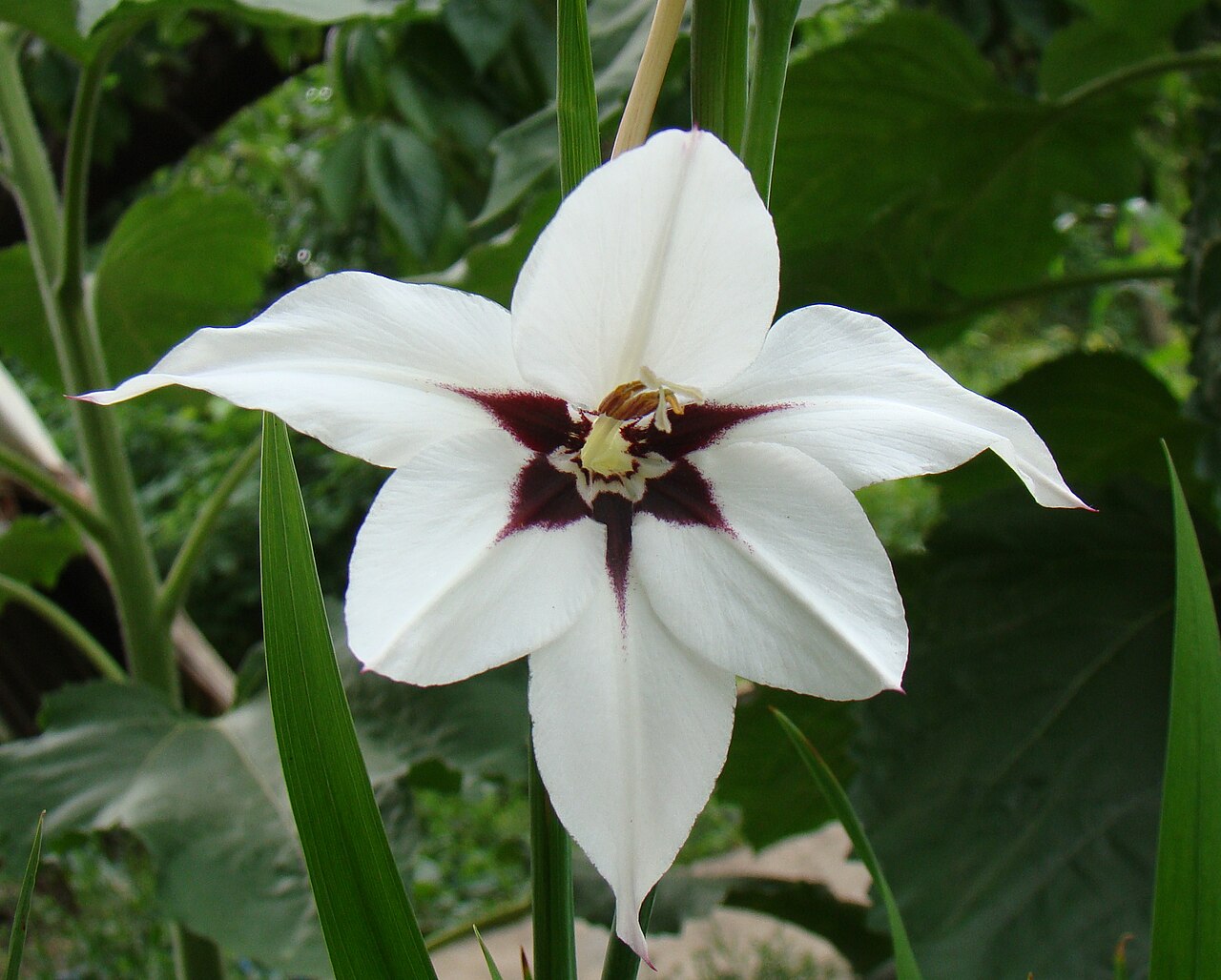 Gladiolus murielae: Gladiolus murielae cultivare. Growing in Ust-Labinsk, Krasnodar Krai.