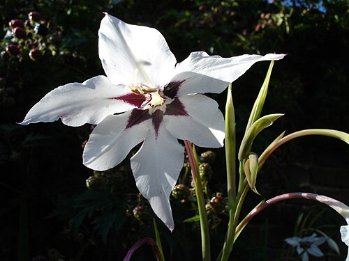 Gladiolus murielae: Acidanthera murielae , Dieppe
