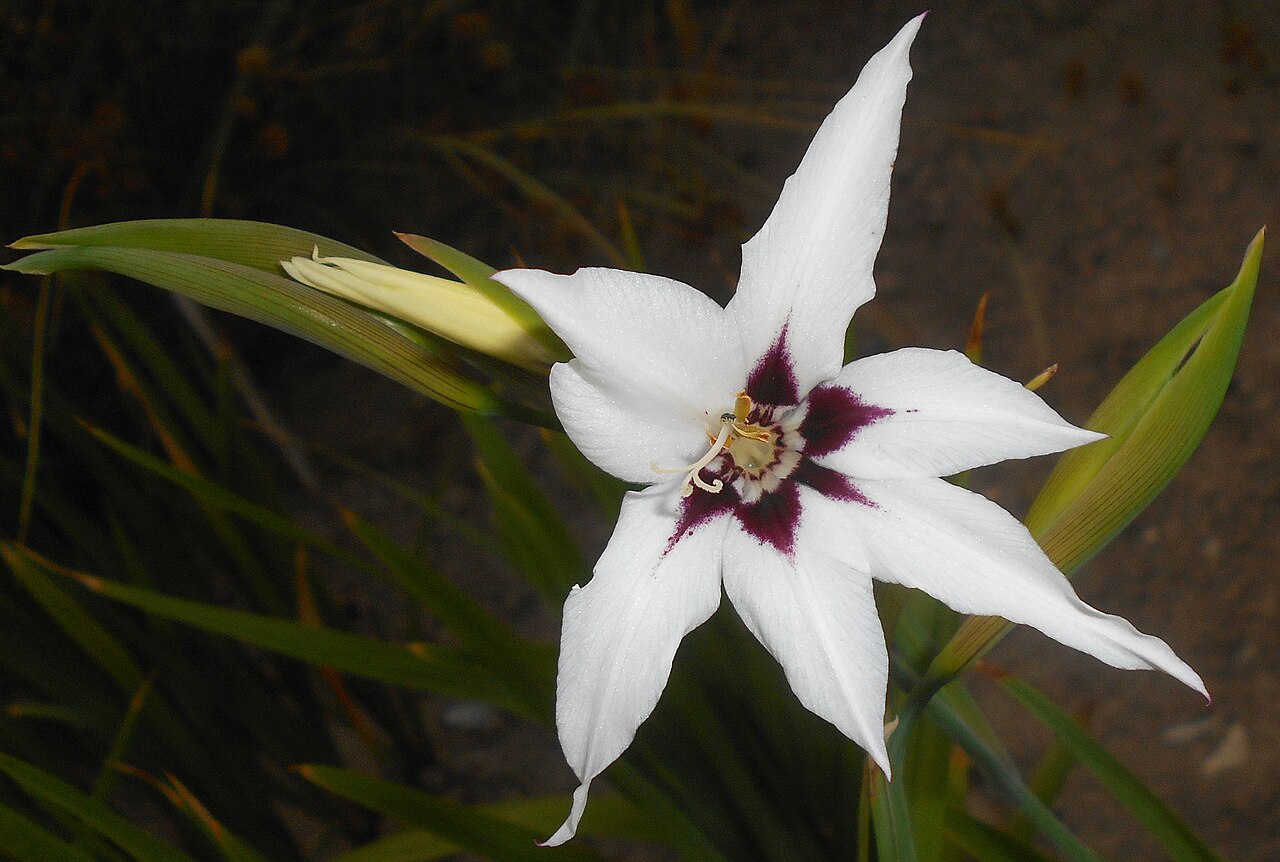 Gladiolus murielae: Mieczyk abisyński ( Gladiolus murielae ), Ogród Botaniczny UMCS w Lublinie.