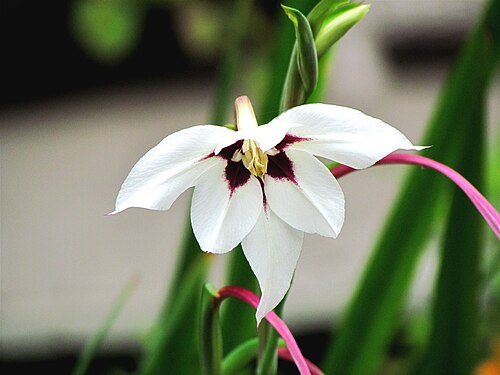 Gladiolus murielae: Acidanthera are members of the Iris family and are sometimes known as Abyssinian gladiola or even misspelled as Acidenthera. Now this plant's name is actually G