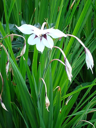 Gladiolus murielae: Picture of Gladiolus callianthus