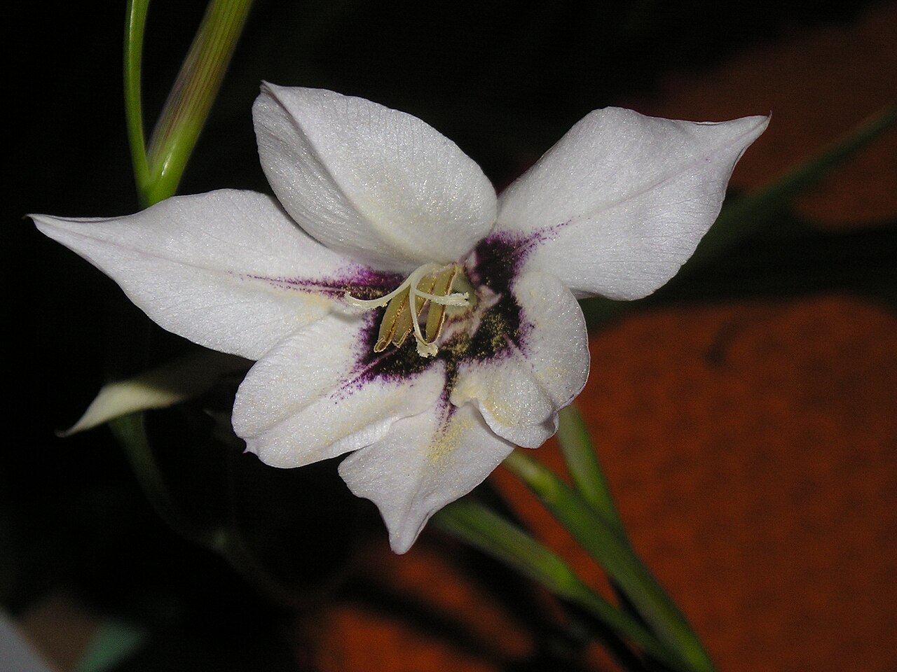 Gladiolus murielae: Gladiolus callianthus, murielae. indoors