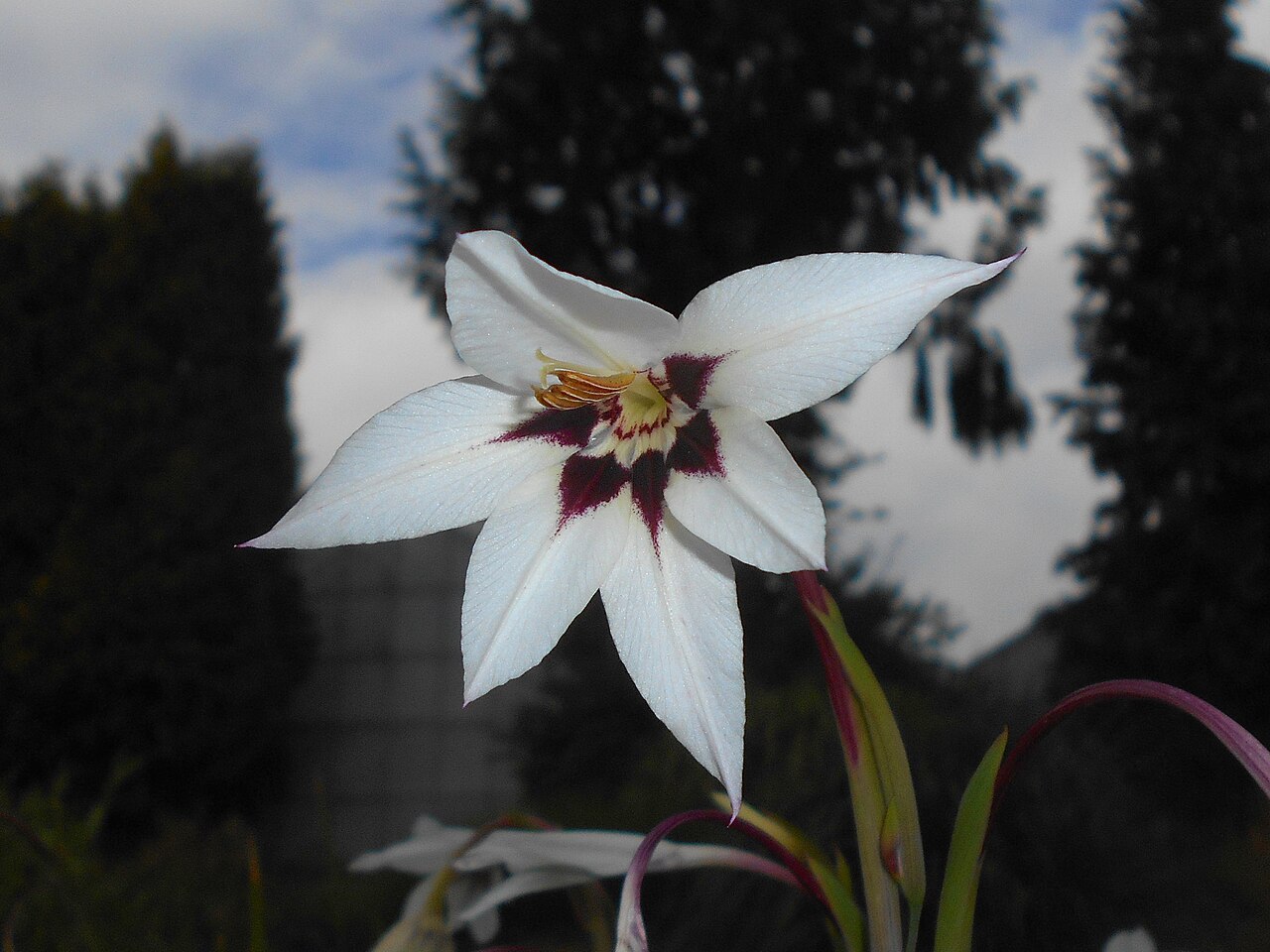 Gladiolus murielae: Mieczyk abisyński ( Gladiolus murielae ), Ogród Botaniczny UMCS w Lublinie.