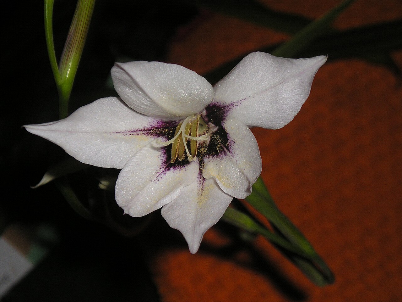 Gladiolus murielae: Gladiolus callianthus, murielae. indoors