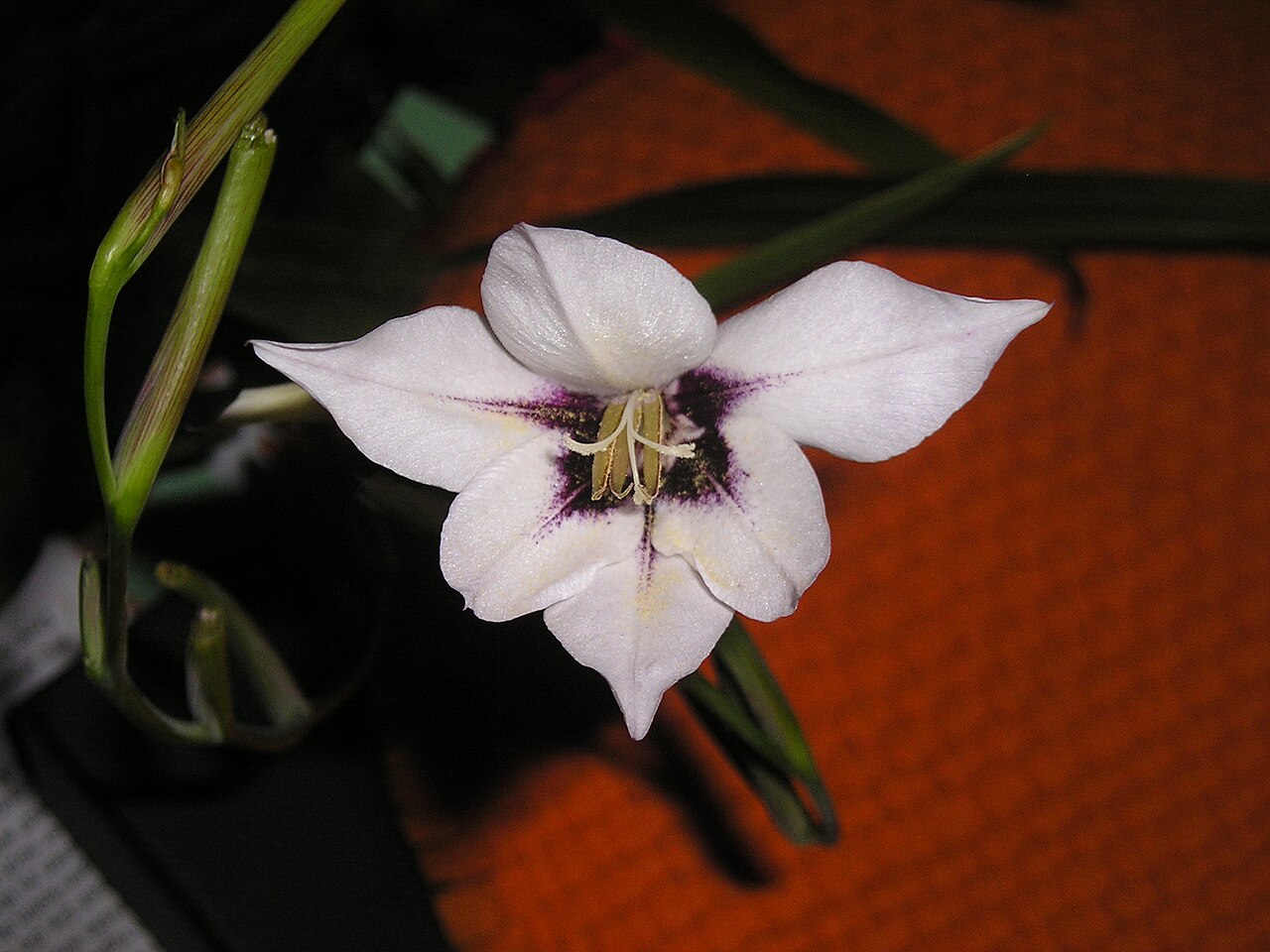 Gladiolus murielae: Gladiolus callianthus, murielae. indoors