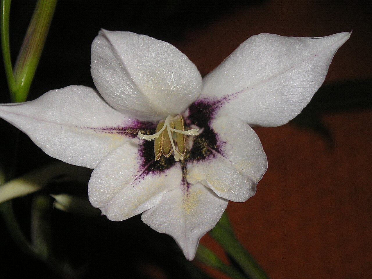 Gladiolus murielae: Gladiolus callianthus, murielae. indoors