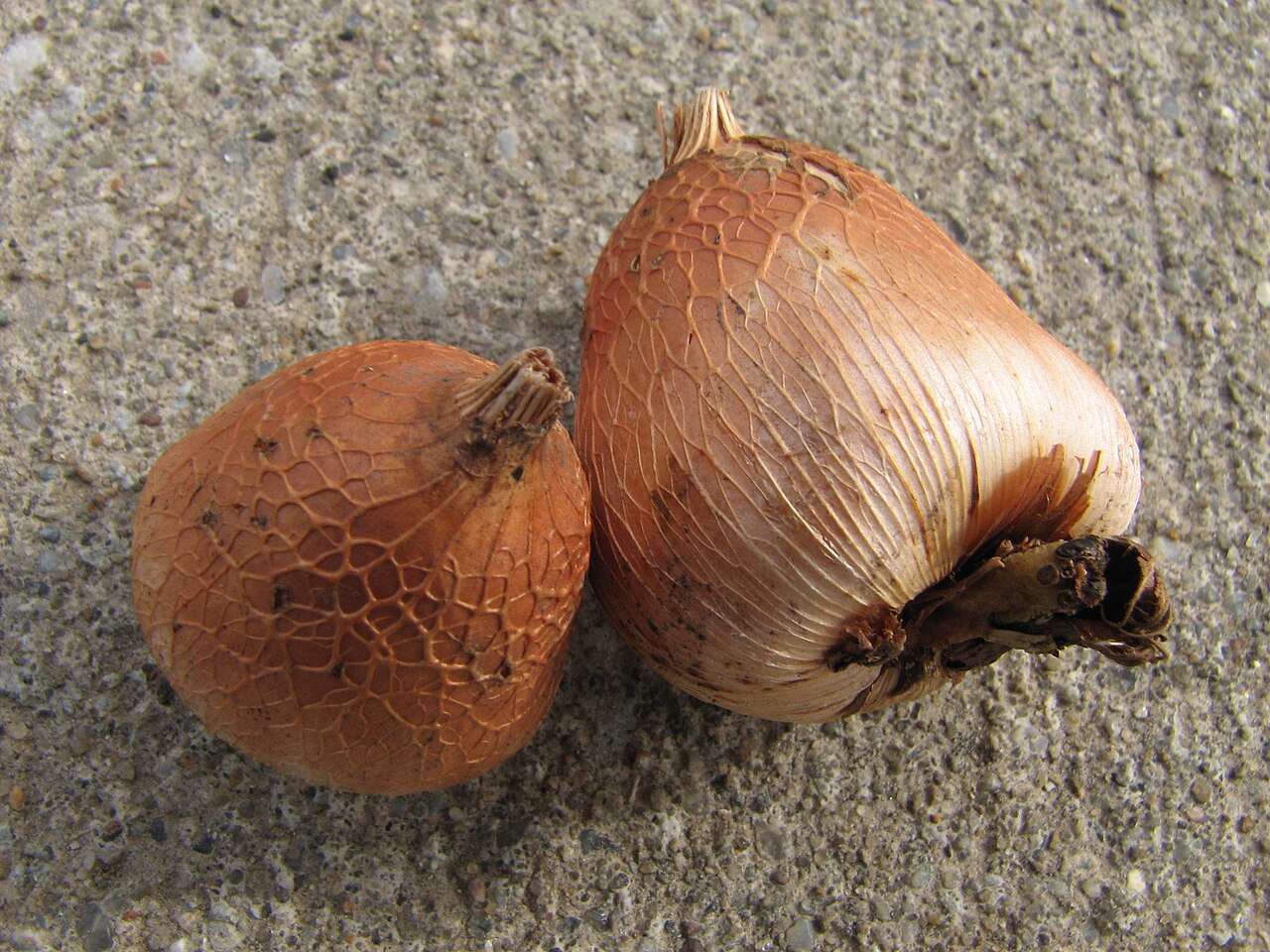 Gladiolus murielae: Two Gladiolus murielae bulbs. These were a product of Holland .