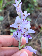 Gladiolus oatesii (Gladiolus oatesii)