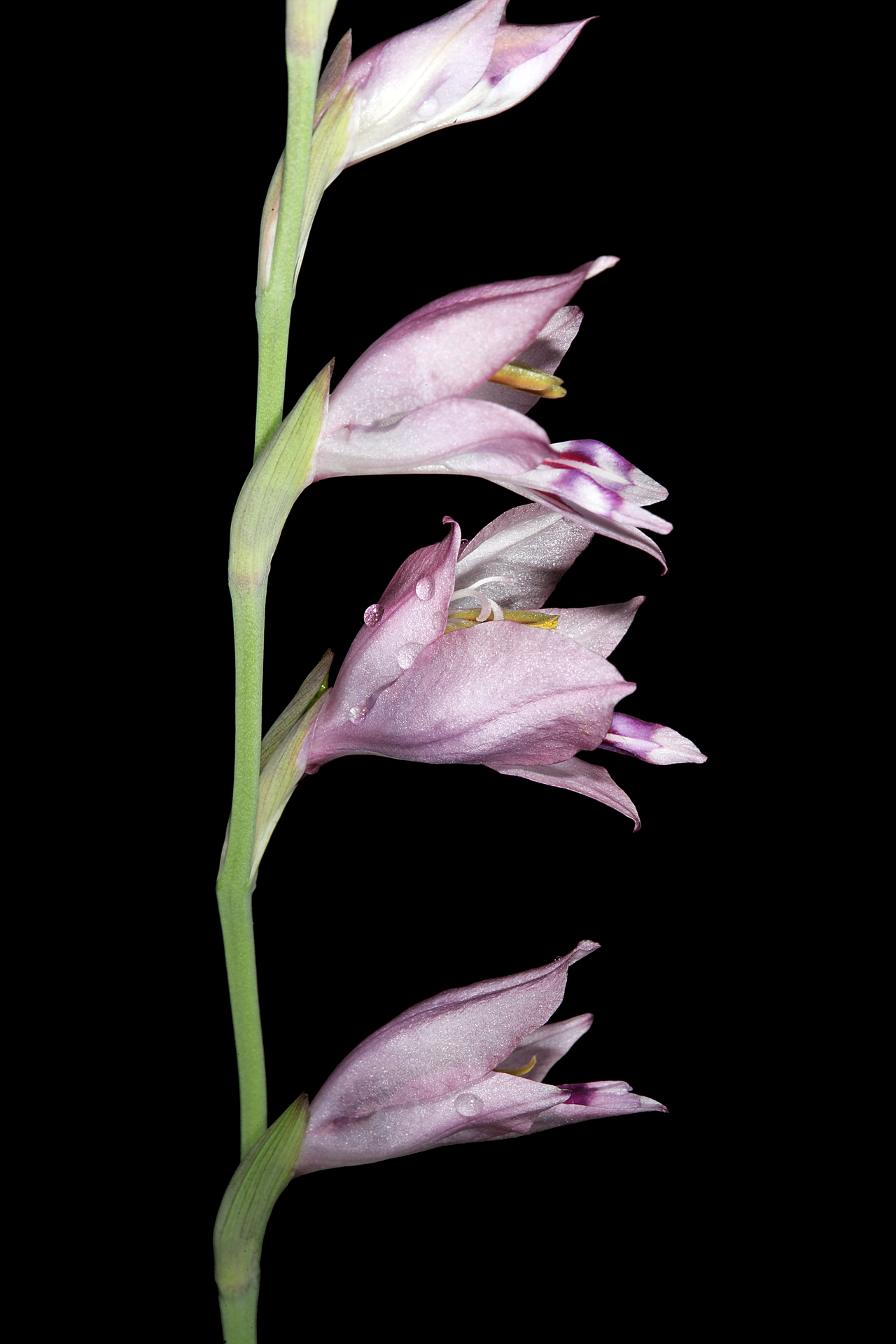 Gladiolus oatesii: Gladiolus oatesii , flowers; Bela Bela to Modimolle, along R101, Limpopo, South Africa