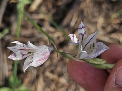 Gladiolus oatesii (Gladiolus oatesii)