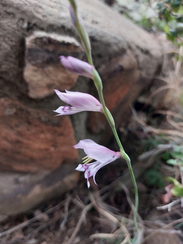 Gladiolus oatesii (Gladiolus oatesii)