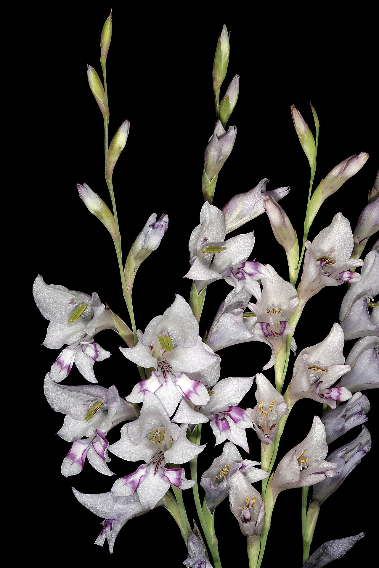 Gladiolus oatesii: Gladiolus oatesii , inflorescences; Modimolle to Mookgophong, along R101 near turnoff to Nylsvley, Limpopo, South Africa
