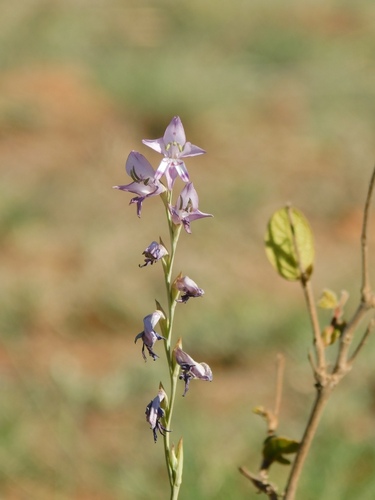 Gladiolus oatesii (Gladiolus oatesii)