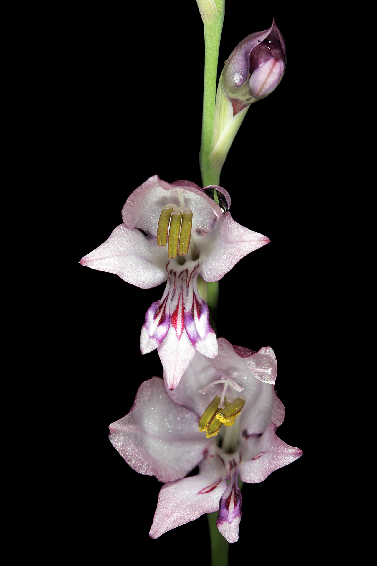 Gladiolus oatesii: Gladiolus oatesii , flowers; Bela Bela to Modimolle, along R101, Limpopo, South Africa