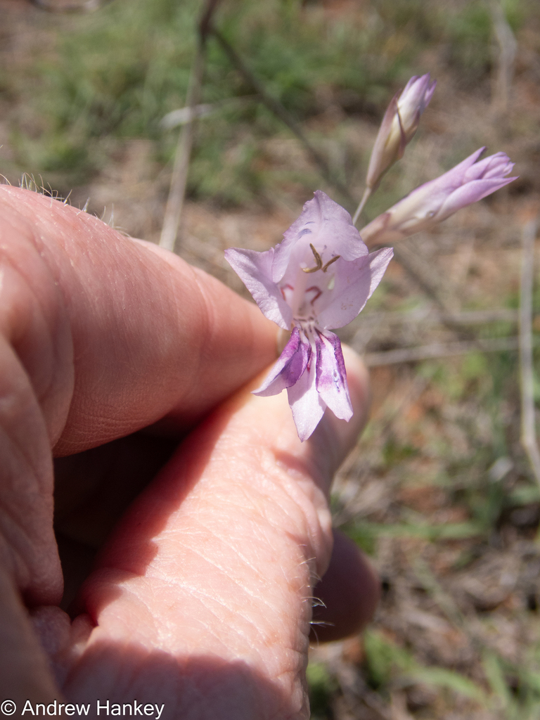 Gladiolus oatesii (Gladiolus oatesii)