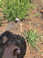 Gladiolus oatesii (Gladiolus oatesii)
