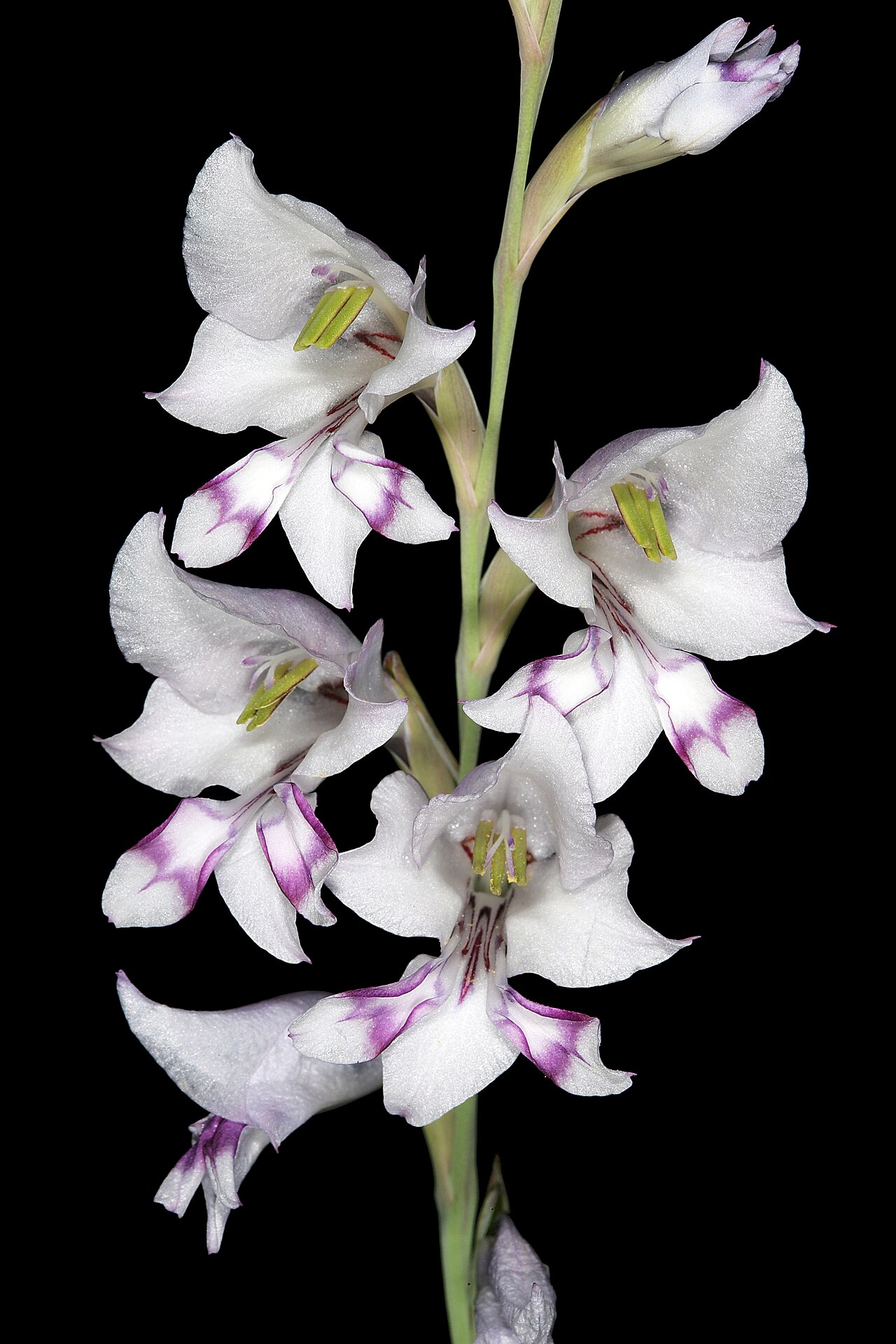Gladiolus oatesii: Gladiolus oatesii , inflorescence; Modimolle to Mookgophong, along R101 near turnoff to Nylsvley, Limpopo, South Africa