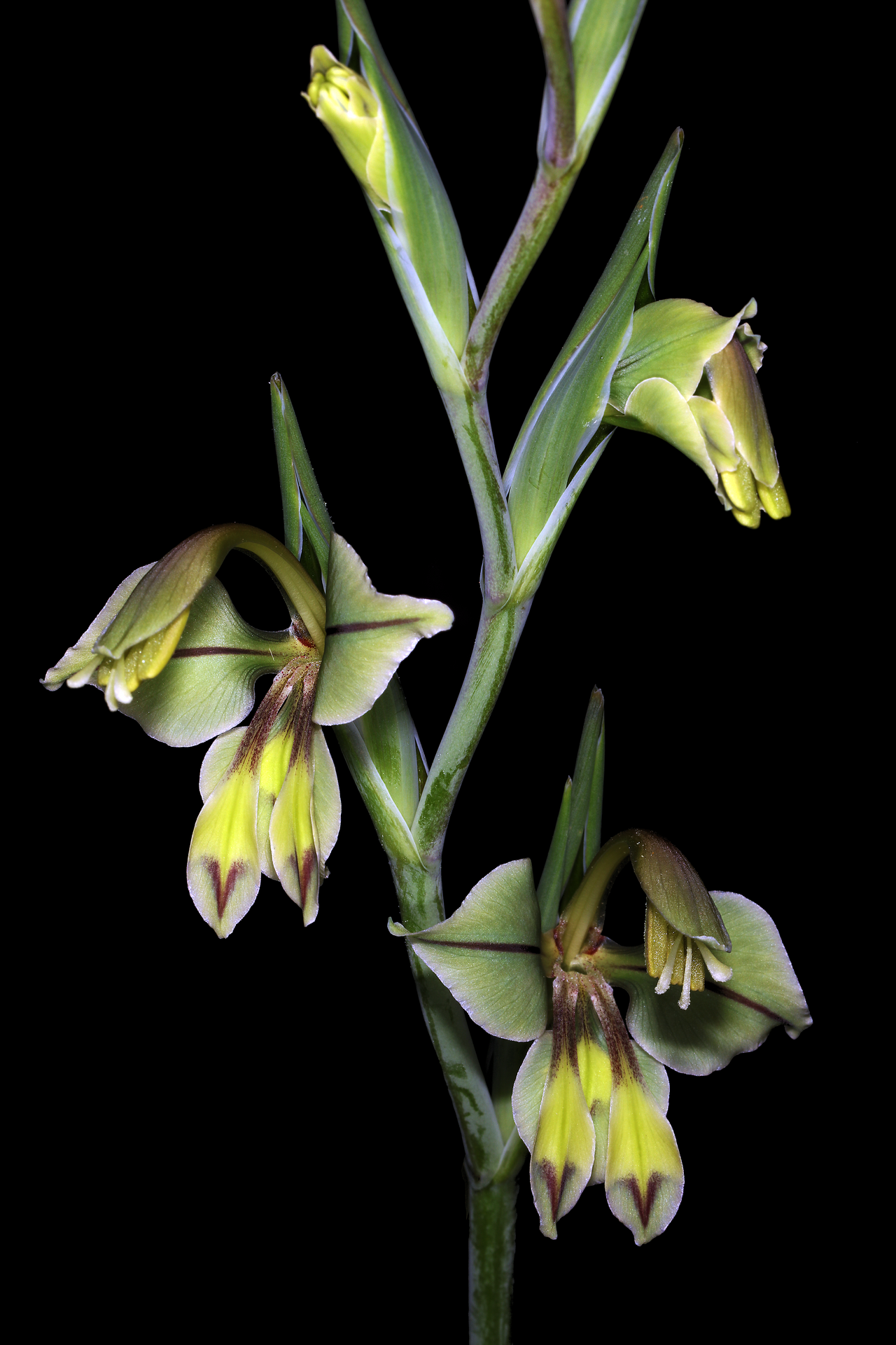 Gladiolus orchidiflorus: Gladiolus orchidiflorus , flowers; Clanwilliam Wild Flower Show, Clanwilliam, Western Cape, South Africa