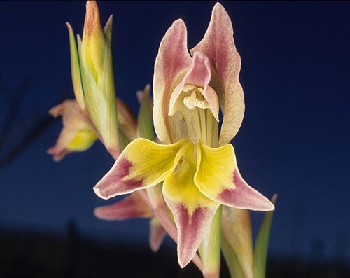 Gladiolus orchidiflorus: Namaqualand orchid in the Van Rynsdorp area