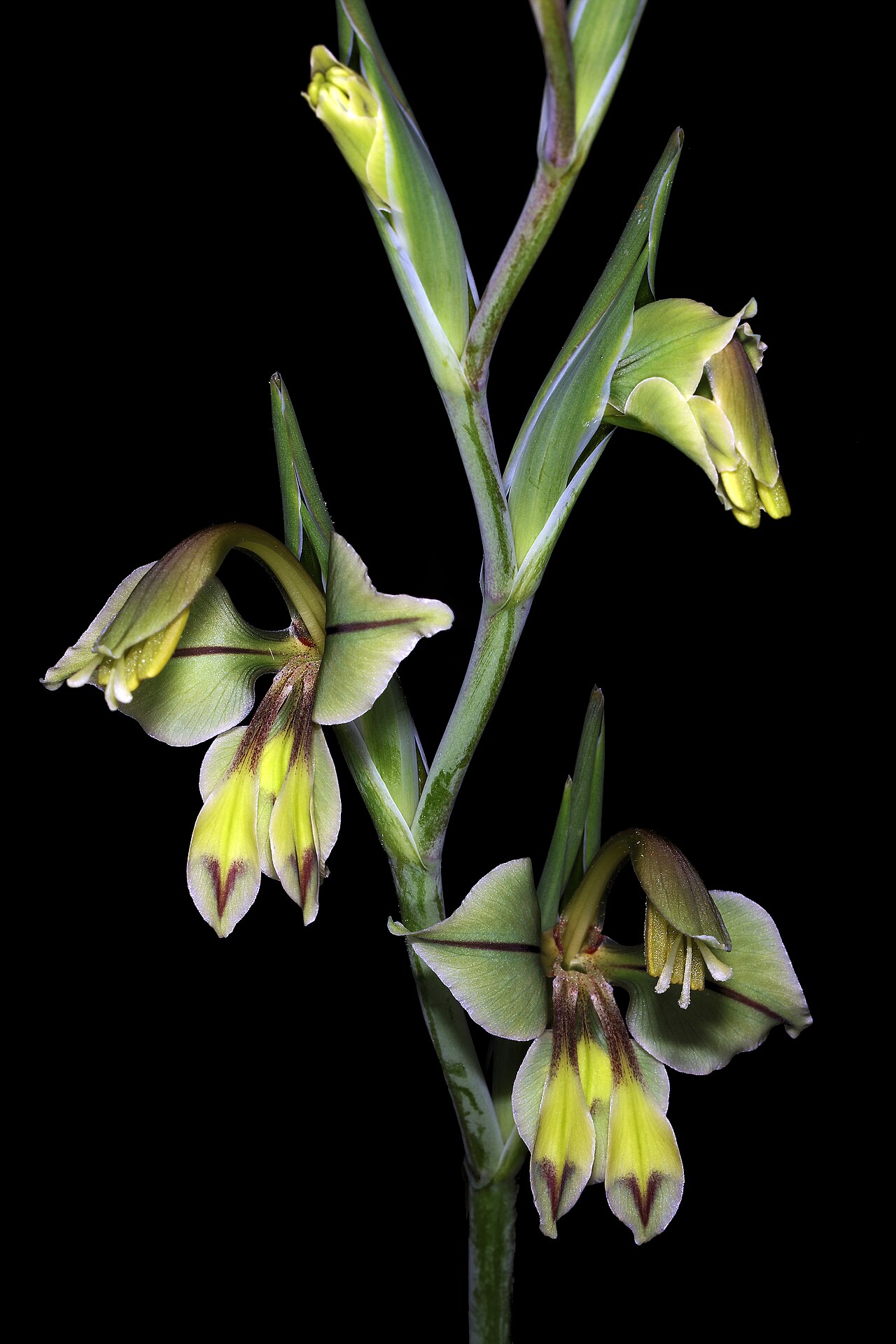 Gladiolus orchidiflorus: Gladiolus orchidiflorus , flowers; Clanwilliam Wild Flower Show, Clanwilliam, Western Cape, South Africa