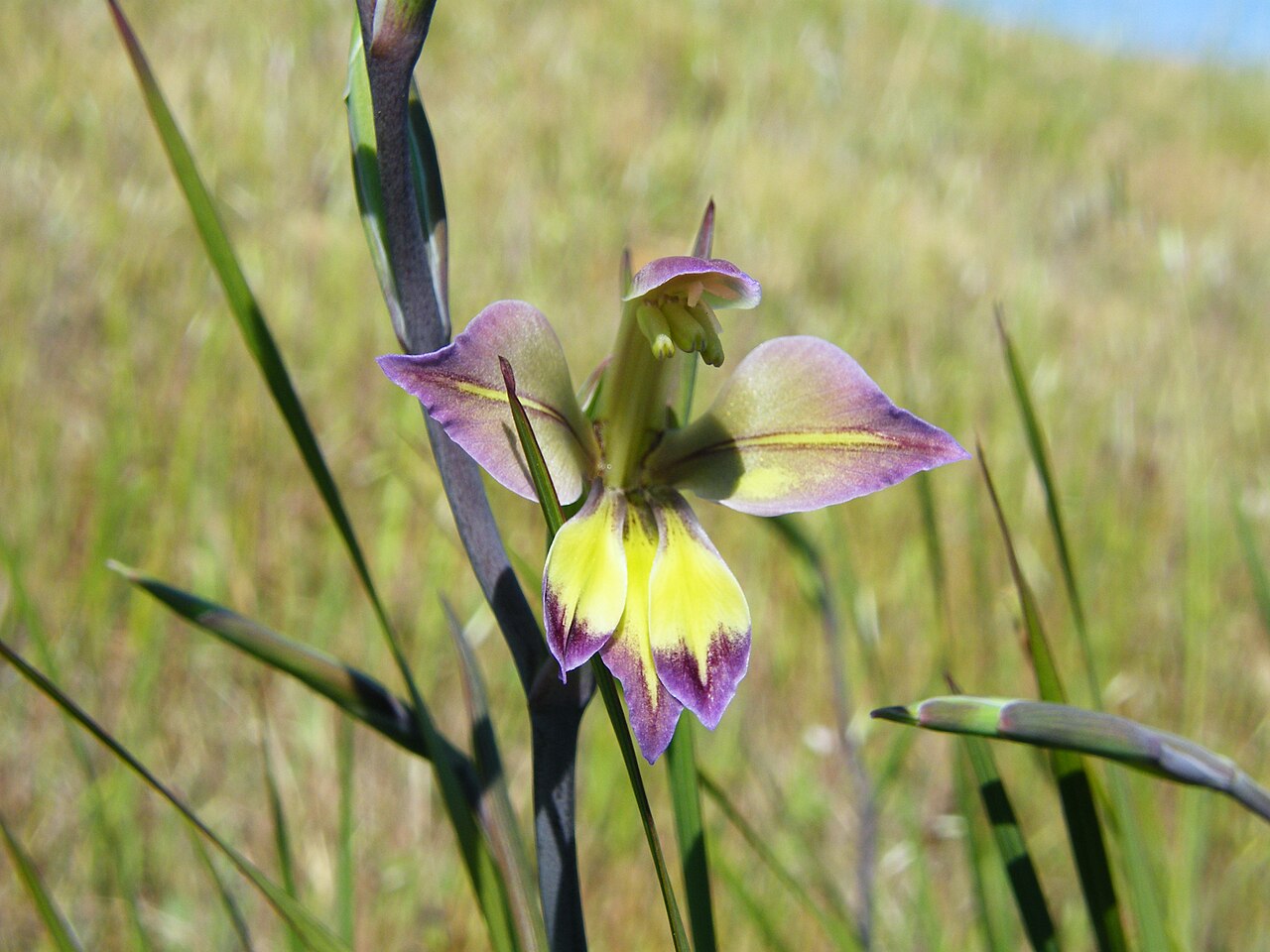 Gladiolus orchidiflorus: Gladiolus; used here