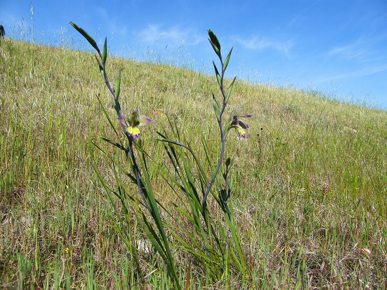 Gladiolus orchidiflorus: Gladiolus