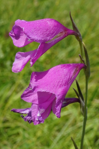 Gladiolus palustris (Gladiolus palustris)