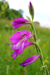 Gladiolus palustris (Gladiolus palustris)