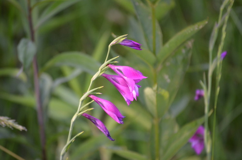 Gladiolus palustris (Gladiolus palustris)