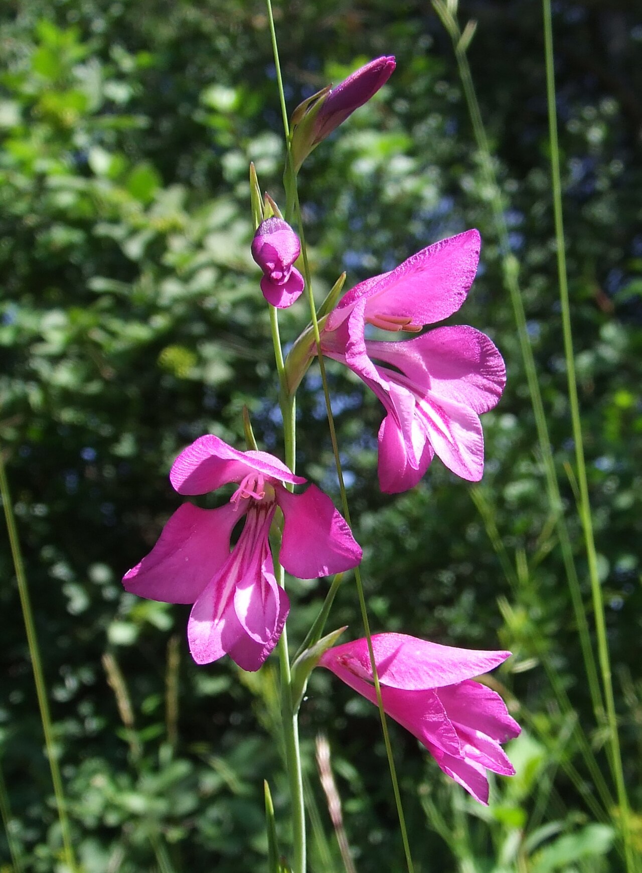 Gladiolus palustris: Gladiolus palustris