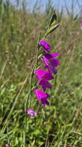 Gladiolus palustris (Gladiolus palustris)