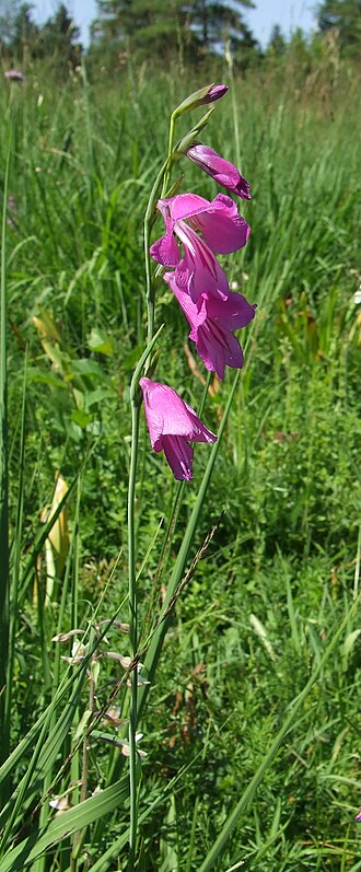 Gladiolus palustris: Gladiolus palustris