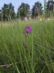 Gladiolus palustris (Gladiolus palustris)