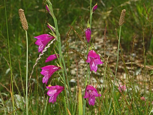 Gladiolus palustris: Gladiolus palustris - Piani di Praglia, Genova, Italy