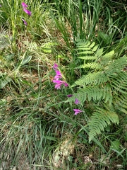 Gladiolus palustris (Gladiolus palustris)