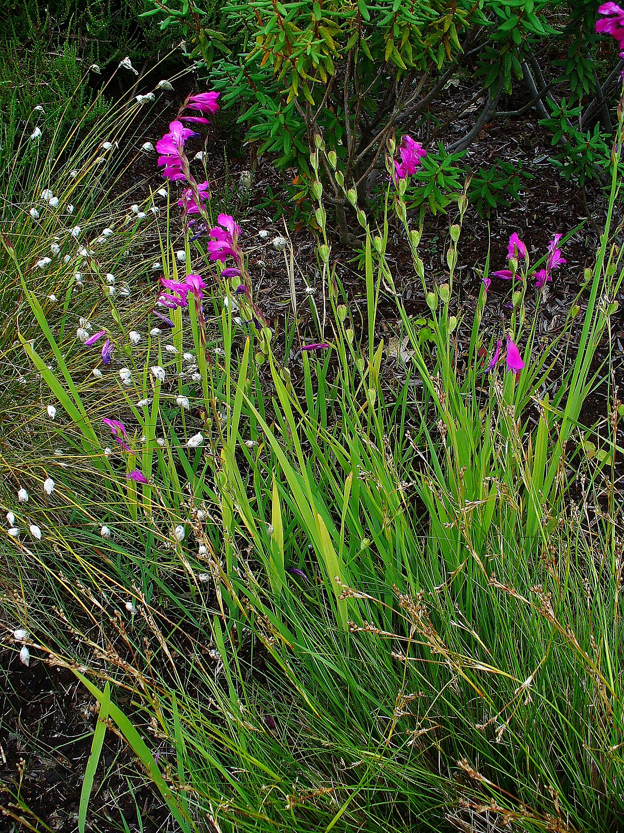 Gladiolus palustris: Gladiolus palustris , Iridaceae, Marsh Gladiolus, habitus; Botanical Garden KIT, Karlsruhe, Germany.