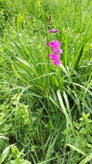 Gladiolus palustris (Gladiolus palustris)